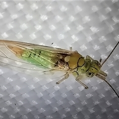 Unverified Psyllid, lerp, aphid or whitefly (Hemiptera, several families) at Melba, ACT - 26 May 2025 by kasiaaus
