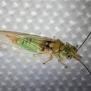 Unverified Psyllid, lerp, aphid or whitefly (Hemiptera, several families) at Melba, ACT - 26 May 2025 by kasiaaus