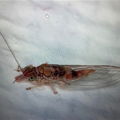 Unverified Psyllid, lerp, aphid or whitefly (Hemiptera, several families) at Melba, ACT - 26 May 2025 by kasiaaus