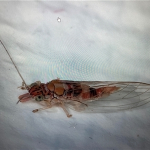 Unverified Psyllid, lerp, aphid or whitefly (Hemiptera, several families) at Melba, ACT - 26 May 2025 by kasiaaus