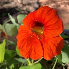 Tropaeolum majus at Melba, ACT - Today by kasiaaus