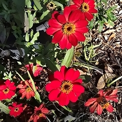 Unverified Plant at Melba, ACT - Today by kasiaaus