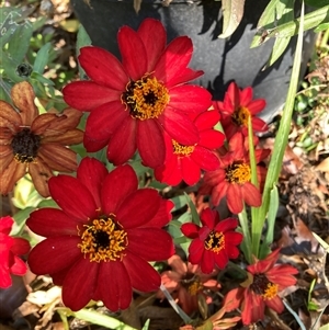 Zinnia peruviana at Melba, ACT - 3 Jun 2025 by kasiaaus
