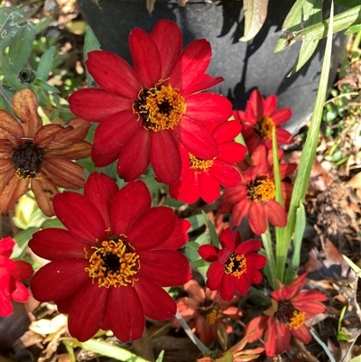 Zinnia peruviana at Melba, ACT - Today by kasiaaus