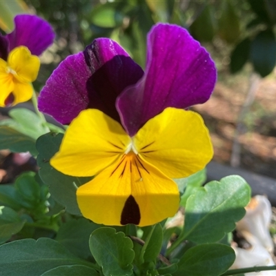 Unverified Other Wildflower or Herb at Melba, ACT - Today by kasiaaus