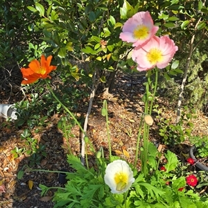 Papaver argemone at Melba, ACT - 3 Jun 2025 by kasiaaus