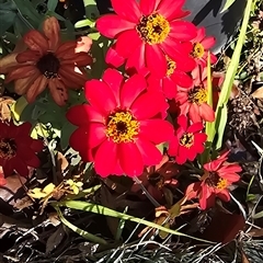 Unverified Plant at Melba, ACT - Today by kasiaaus