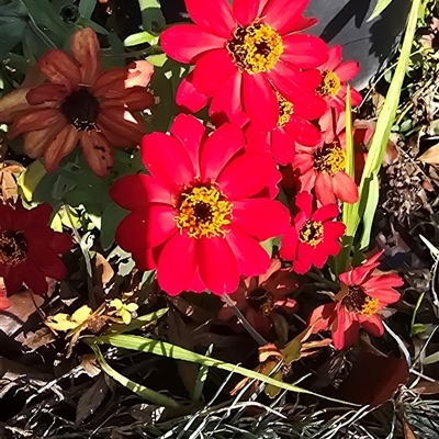 Unverified Plant at Melba, ACT - Today by kasiaaus