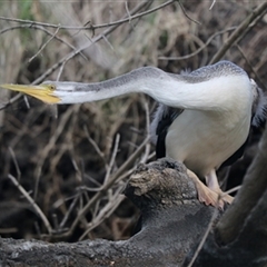 Anhinga novaehollandiae at Berkeley, NSW - 4 Sep 2020 by EdgarMcNamara