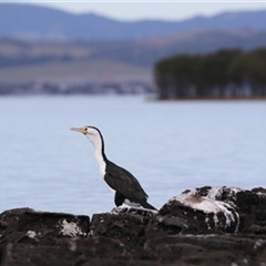 Phalacrocorax varius at Berkeley, NSW - 4 Sep 2020 by EdgarMcNamara