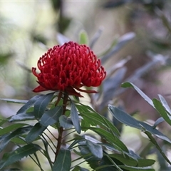 Telopea speciosissima at Tongarra, NSW - 27 Sep 2020 by EdgarMcNamara