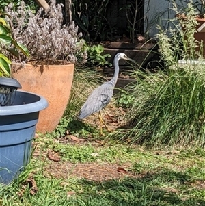 Egretta novaehollandiae at Kanahooka, NSW - 8 Nov 2023 by EdgarMcNamara