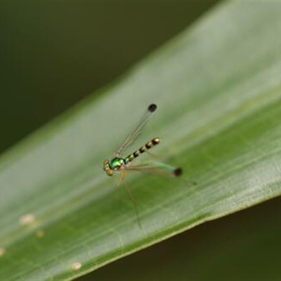 Amblypsilopus zonatus at Kanahooka, NSW - 8 Jan 2022 by EdgarMcNamara