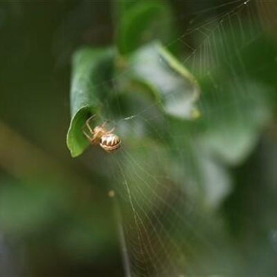 Phonognatha graeffei at Kanahooka, NSW - 8 Jan 2022 by EdgarMcNamara