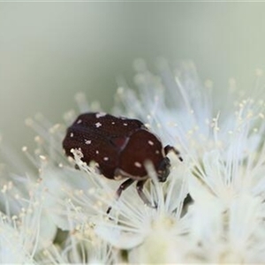 Glycyphana (Genus) at Kanahooka, NSW - 22 Jan 2022 by EdgarMcNamara