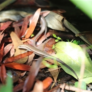 Lampropholis delicata at Kanahooka, NSW - 26 Dec 2023 by EdgarMcNamara