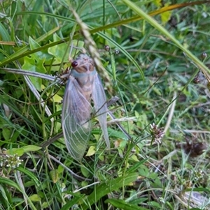 Psaltoda sp. (genus) at Jamberoo, NSW - 4 Dec 2022 by EdgarMcNamara