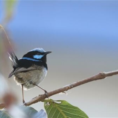 Malurus cyaneus at Kanahooka, NSW - 11 Oct 2020 by EdgarMcNamara