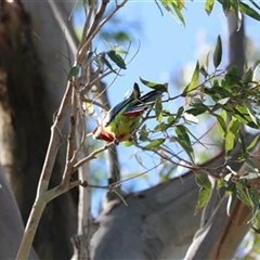 Platycercus eximius at Kanahooka, NSW - 25 Sep 2020 by EdgarMcNamara