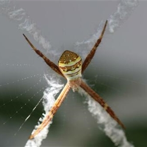 Argiope keyserlingi at Kanahooka, NSW - 23 Sep 2020 by EdgarMcNamara