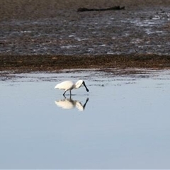 Platalea regia at Kanahooka, NSW - 8 Sep 2020 by EdgarMcNamara