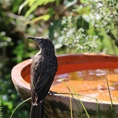 Anthochaera chrysoptera at Kanahooka, NSW - 23 Apr 2020 by EdgarMcNamara