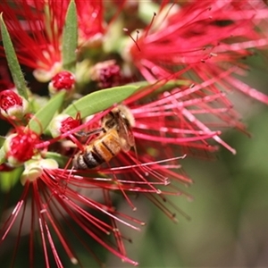 Apis mellifera at Kanahooka, NSW - 30 Dec 2023 by EdgarMcNamara