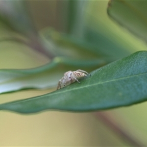 Opisthoncus sp. (genus) at Kanahooka, NSW - 26 Dec 2023 by EdgarMcNamara