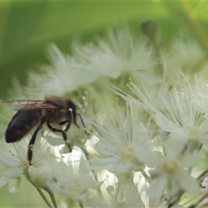 Apis mellifera at Kanahooka, NSW - 2 Jan 2024 by EdgarMcNamara