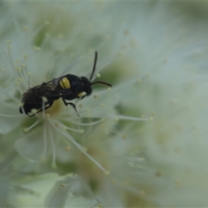 Hylaeus sp. (genus) at Kanahooka, NSW - 6 Jan 2024 by EdgarMcNamara