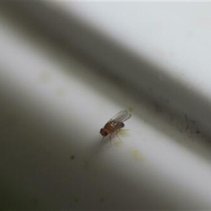 Drosophila sp. (genus) at Kanahooka, NSW - 6 Jan 2024 by EdgarMcNamara