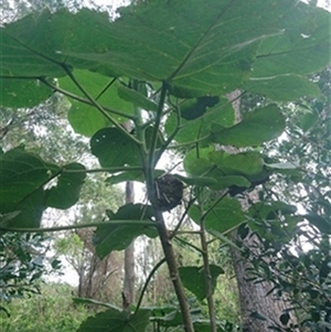 Dendrocnide excelsa at Kiama Downs, NSW - 20 Aug 2022 by EdgarMcNamara
