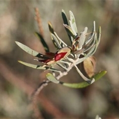 Eucalyptus sp. by MazzV