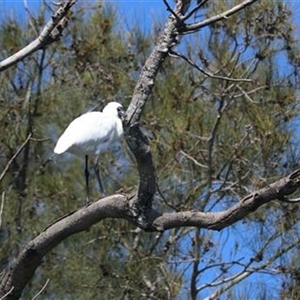 Platalea regia at Kanahooka, NSW - 3 Oct 2021 by EdgarMcNamara