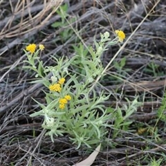 Abutilon fraseri subsp. fraseri (Dwarf Lantern-Bush) at Petermann, NT - 15 Apr 2025 by trevorpreston