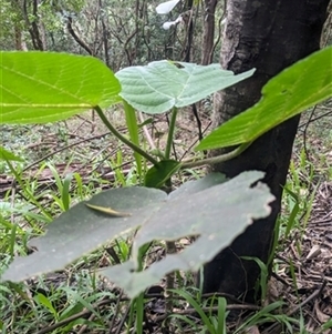 Dendrocnide excelsa at Albion Park, NSW - 1 Jun 2024 by EdgarMcNamara