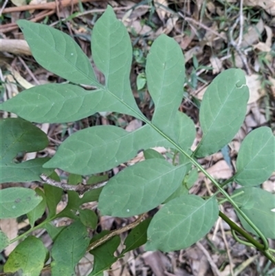 Solanum seaforthianum at Albion Park, NSW - 19 Jun 2024 by EdgarMcNamara