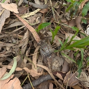 Henicopsaltria eydouxii at Keiraville, NSW - 3 Dec 2024 by EdgarMcNamara