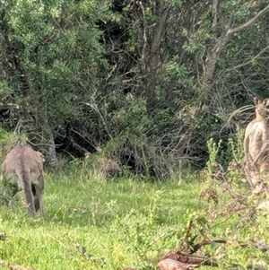 Macropus giganteus at Berry, NSW - 25 Jan 2025 by EdgarMcNamara
