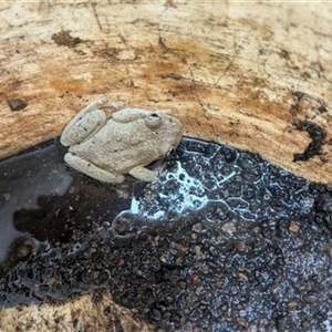 Litoria peronii at Kanahooka, NSW - 23 Jan 2025 by EdgarMcNamara