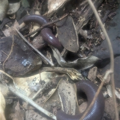 Didymogaster sp. at Albion Park, NSW - 22 Mar 2025 by EdgarMcNamara