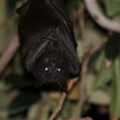 Pteropus alecto at Kanahooka, NSW - 27 May 2020 by EdgarMcNamara