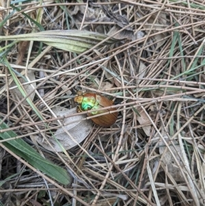 Anoplognathus sp. (genus) at Koonawarra, NSW - 29 May 2020 by EdgarMcNamara
