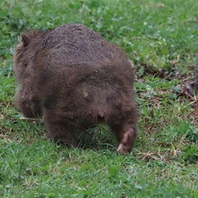 Vombatus ursinus at Jamberoo, NSW - 4 Jun 2020 by EdgarMcNamara