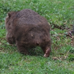 Vombatus ursinus at Jamberoo, NSW - 5 Jun 2020 by EdgarMcNamara