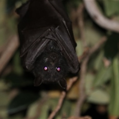 Pteropus alecto at Kanahooka, NSW - 8 Jun 2020 by EdgarMcNamara