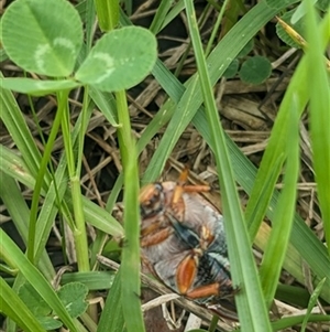 Anoplognathus sp. (genus) at Dapto, NSW - 12 Jun 2020 by EdgarMcNamara