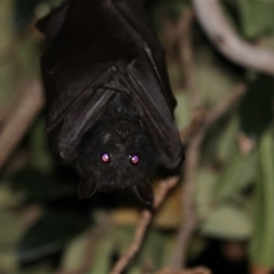 Pteropus alecto at Kanahooka, NSW - 1 Sep 2020 by EdgarMcNamara