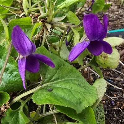 Viola sp. at Melba, ACT - 8 Aug 2025 by kasiaaus