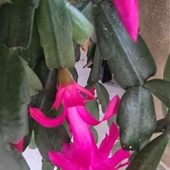 Unverified Cactus / Succulent at Melba, ACT - 8 Aug 2025 by kasiaaus